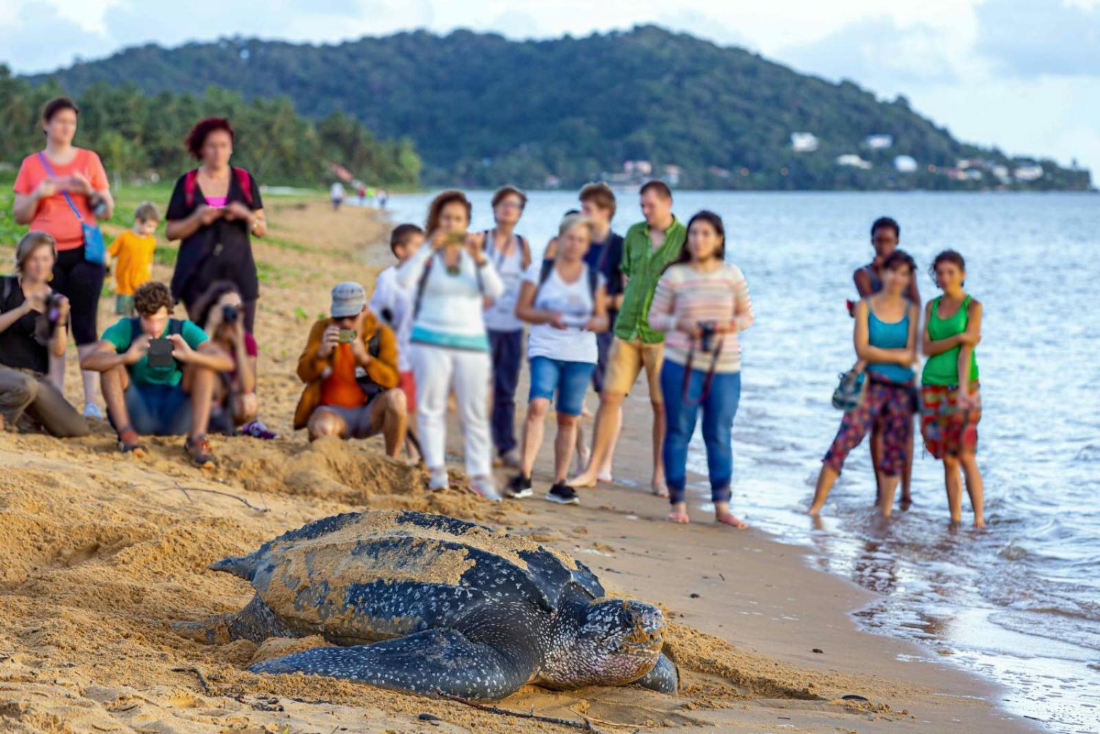 Le Petit Marin Des Salines A 0 Metre De La Plage Remire-Montjoly Ngoại thất bức ảnh